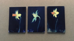 Daffodils x3