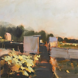 Rhubarb at the allotment